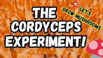 🍄The Cordyceps Experiment!💥Let