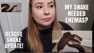 My Snake Needed Enemas For 4 Months... Update On My Rescue Ball Python!