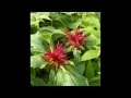 Monarda