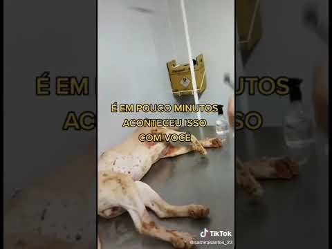 Vídeo: O que os cães latem mais alto?