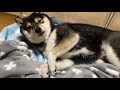 【豆柴】学校や、会社に向かいたくない我々たちと同じような目覚め方をする柴犬【かわいすぎる】The Shiba Inu who woke up from sleep is cute