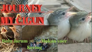 Anakan Ciblek Gunung Dari Bulu Jarum Sampai Makan Voer Kering