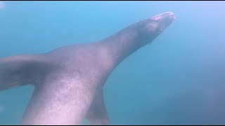 Freediving With Sea Lions in Monterey, California