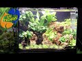 Best ways to maintain a fish tank 10 things you should know about aquarium maintenance