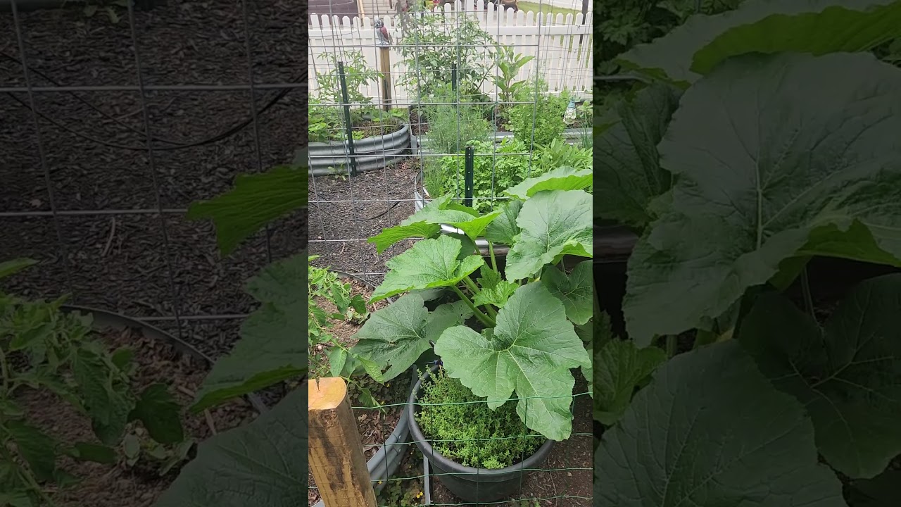 June 10, 2026 Backyard Raised Bed Gardening in New Jersey