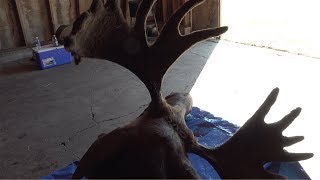 How To Clean a MOOSE