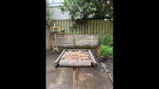 Live UK Garden Bird Stream on the Corvid Table