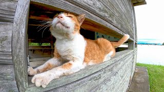 公園のよく喋る猫が新宿の3D巨大猫みたいになっていた