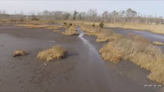 Low Tide in the Wetlands