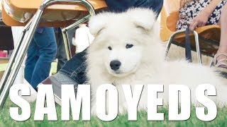 SAMOYEDS Of Chadhilla's Home 2017 Reunion | Cinematic film - Sony A6300