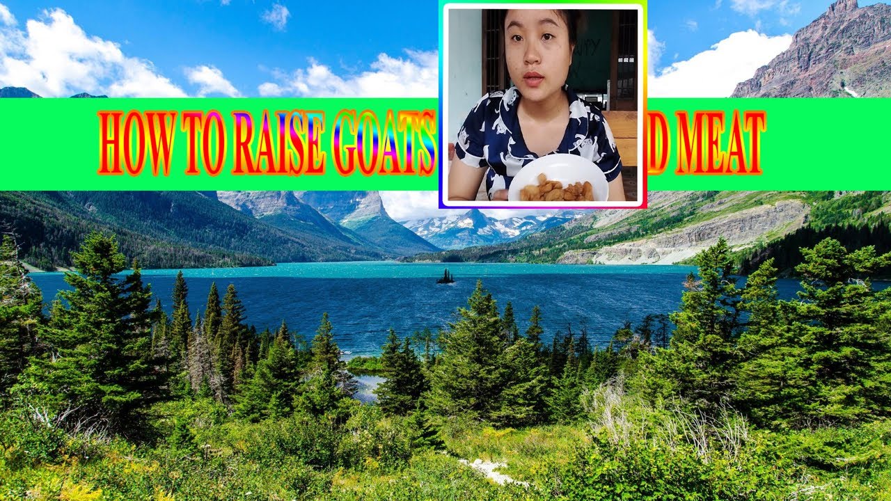 Super Ashlea Channel HOW TO RAISE GOATS FOR MILK AND MEAT YouTube super-ashlea-channel-how-to-raise-goats-for-milk-and-meat-youtube