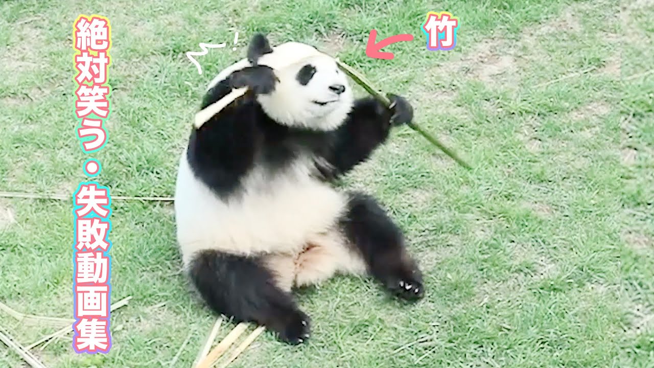 絶対笑う 失敗動画集 最高におもしろいパンダのハプニング Ipanda パンダ楽園 Youtube