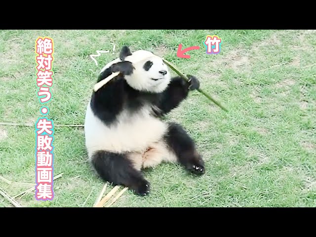 絶対笑う・失敗動画集✨」最高におもしろいパンダのハプニング