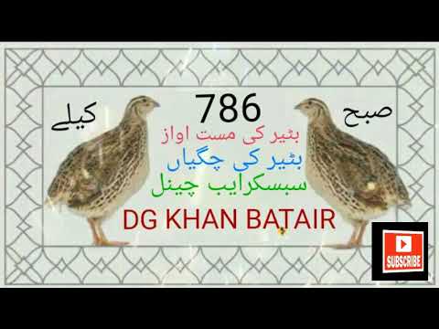 بٹیر کی آواز صبح کیلے        
