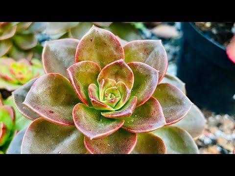 Vídeo: Escolhendo plantas suculentas resistentes - suculentas para jardins da zona 5