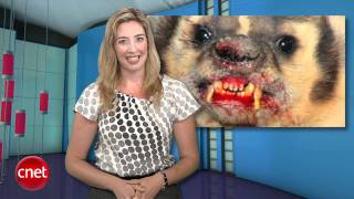 CNET Buzz Report: Sony's rocky PSN re-launch