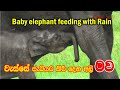 baby elephant feeding #srilanka #wildlife