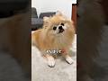 なんでほふく前進で来るの?この犬🐶
