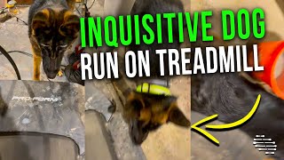 Inquisitive German Shepherd Decided to Try to Run On Treadmill With Owner