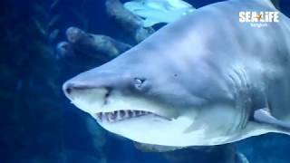 Sea life thailand / magi holidays ...