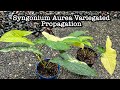 Grow unlimited syngonium aurea offsets from a single mother plant 