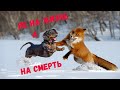 Охота с норной собакой на лису. Жесткая драка. Hunting with a burrowing dog for a fox. Tough fight.