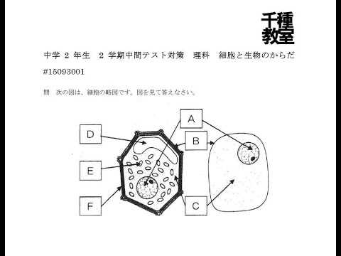 中学2年生2学期中間テスト対策 理科 細胞と生物のからだ Youtube