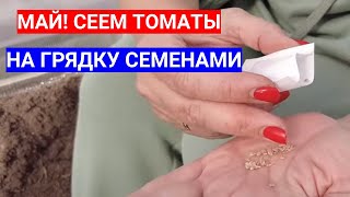 Томаты В Мае - Посев Без Рассады И Пикировки Сразу В Грунт Сухими Семенами