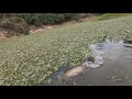 Pescando PAICHE  en el pantano