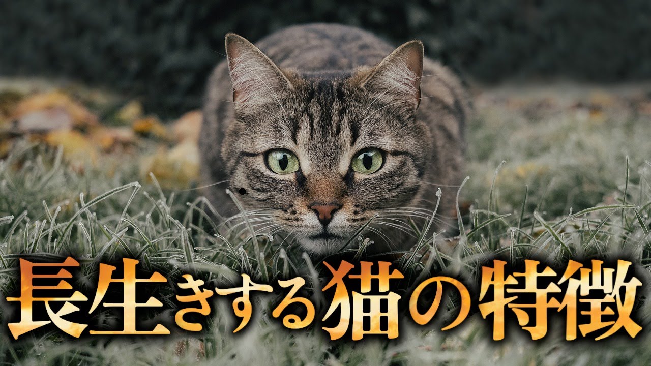 【驚天】長生きする猫の9つの特徴｜あなたの猫は当てはまる？
