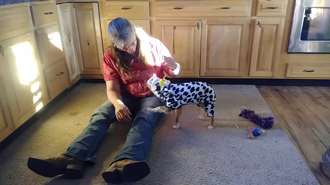 Nutmeg tries on her Halloween costume YouTube