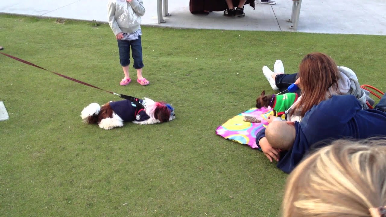 Dog scared of other dog YouTube