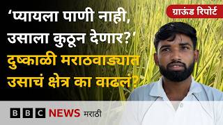 दुष्काळ, पाणीटंचाई असतानाही मराठवाड्यात शेतकरी उसाचं पीक का घेतात? Ground Report