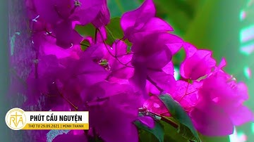 Phút Cầu Nguyện, Thứ Tư 29/09/2021: Người trẻ trong vai trò Chúa muốn