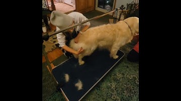 Assignment D - Using Undercoat Rake - Checking my work - Redo