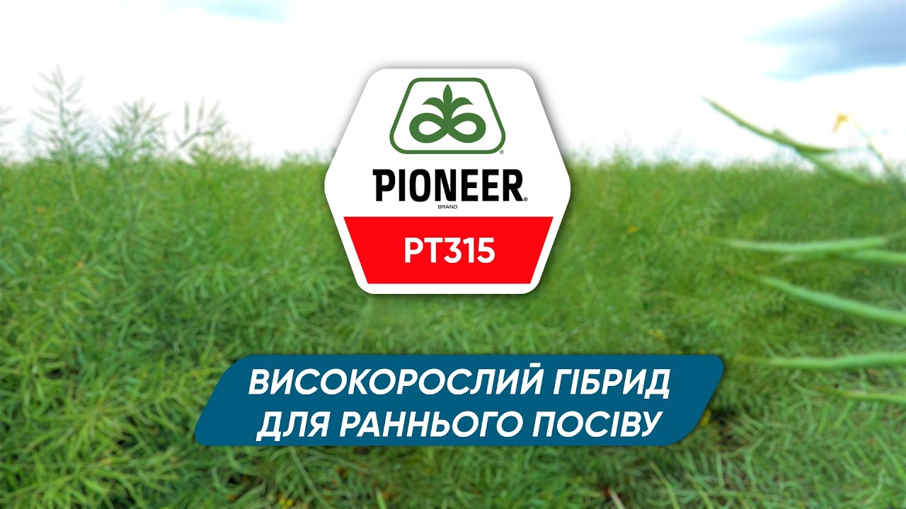 PT315 – високорослий гібрид ріпаку для раннього посіву