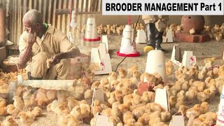Brooder Management Techniques with Dr. Isa Luigare Part 1