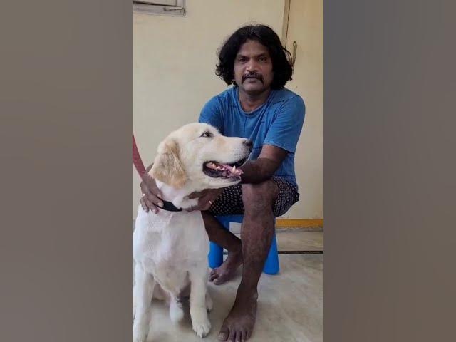 cat groomers Bangalore