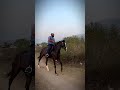 #horse #animalmagnetism #horseriding #horseracing #horsemanship #hypnotism