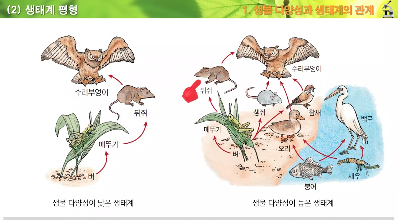 [3분 과학] 생물 다양성과 생태계의 관계 - YouTube