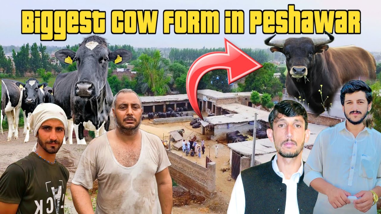 Biggest Cow Form in Peshawar | Cow farming in Peshawar - YouTube