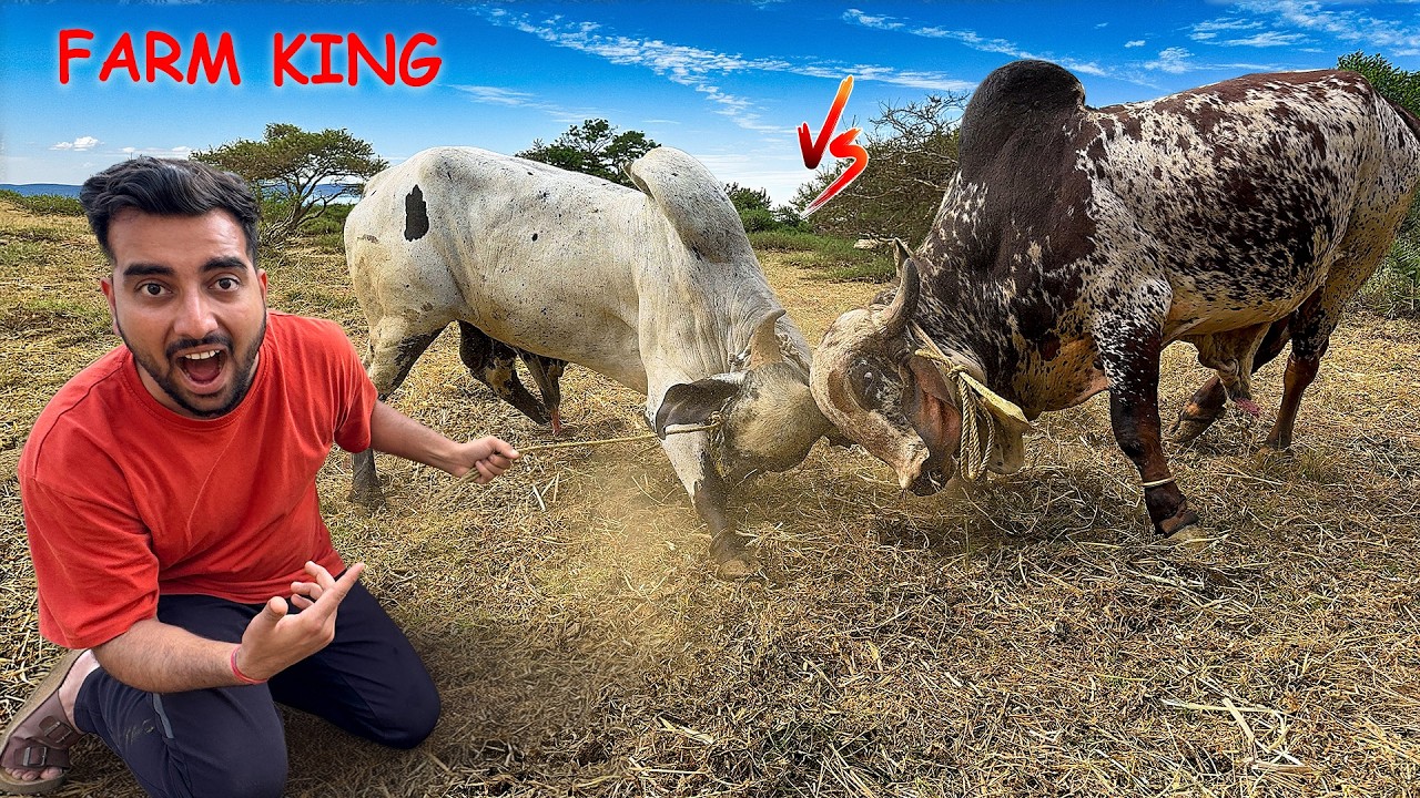 Anand Vs Bheem Bull Farm Ka Real King Kon👑😱