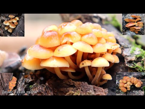 Где искать зимние опята | Грибная разведка по новым местам