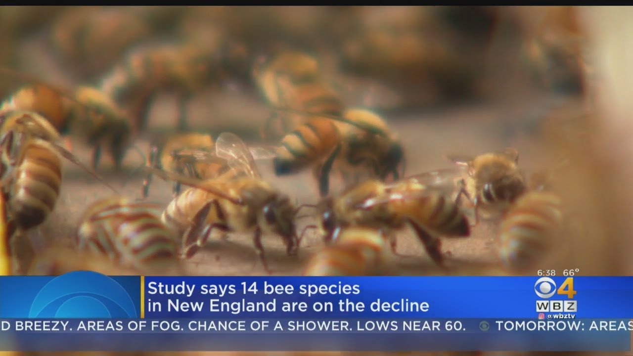 Study: 14 Bee Species In New England Are On The Decline