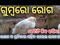 Gumboro disease in poultry  treatment of gumboro disease in poultry  gumboro vaccine for chicks