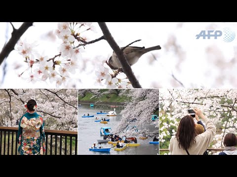 Video: Sezoni i lulëzimit të Kumquat - Pse nuk ka lulëzim në pemët kumquat