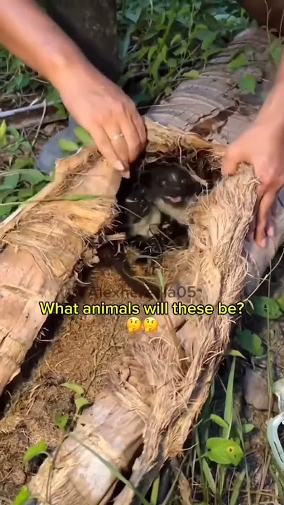 wait till end 🤯😨 what's that 🙀#funny #shorts #youtubeshorts #trending #comedy #scary #foryou