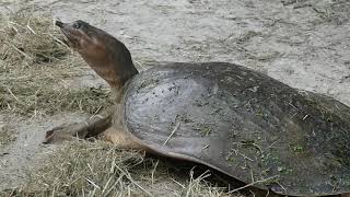 SOFT-SHELLED TURTLE UP CLOSE DURING THUNDERSTORM at  Circle B Bar  Reserve in Lakeland, FL