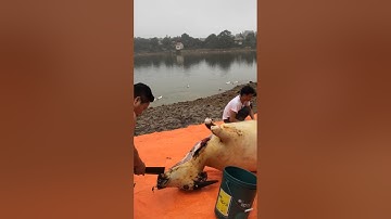 Thịt trâu làm gác bếp tập 2