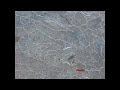 Air Bubbles Flowing Under Ice